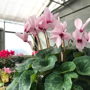 Meet your Posher, Julia